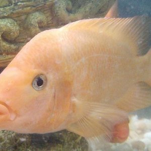 CaptureCichlid.JPG