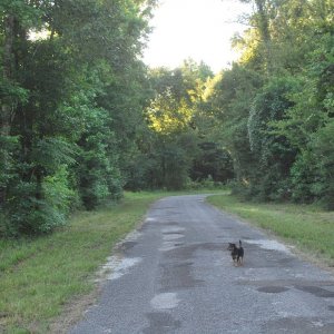 Road & Rolo.jpg