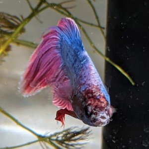 Purple 2.jpg