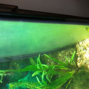 Algae 1.jpg