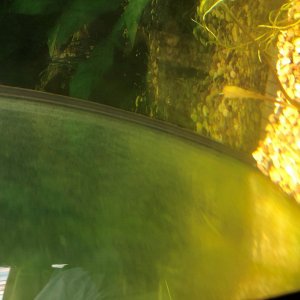 Algae 2.jpg