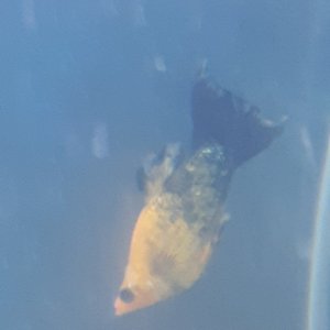 16104242704353312584353744437054.jpg