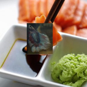 Sushi Max meal.jpg