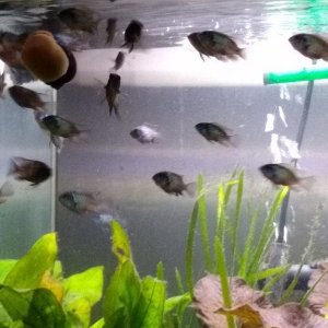 EBA Brood 333019.jpg