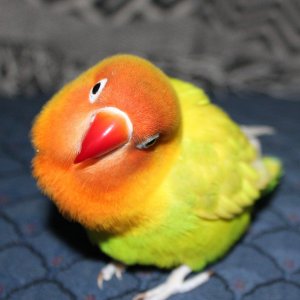 Froot Loop.jpg