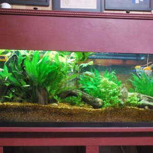 55g aquaium 1-19-2021.jpg