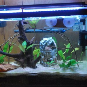 29g aquarium 1-19-21.jpg