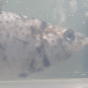 16113010444154561341847779778660.jpg