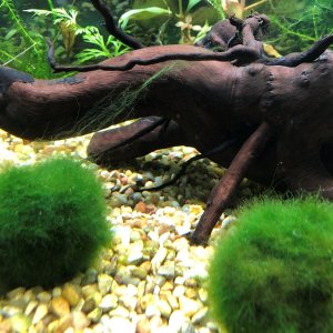 Algae 2.jpg