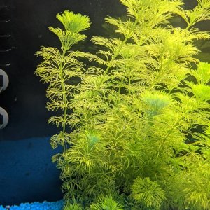 limnophila.jpg