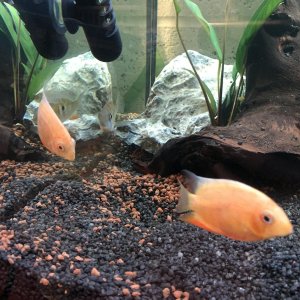 Severums.jpg