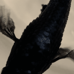 448B8105-8EC2-4FD1-856A-CBB27223E954.png