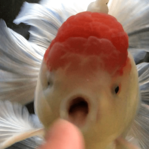 49F4F99A-4F18-4E86-863B-510BCCFAEB70.png