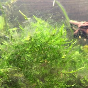 java moss algae.jpg