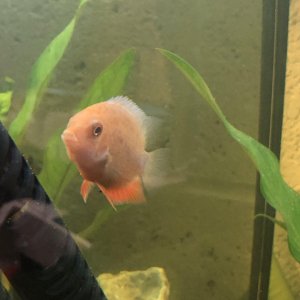 Severum 1.jpg