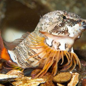 Grunt sculpin.jpg