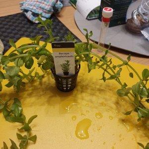 Bacopa Amplexicaulis - Feb 21.jpg