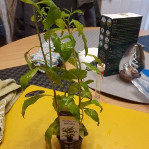 Penthorum Sedoides - feb 21.jpg
