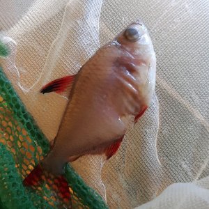 Rosy Tetra 2_19_21.jpg