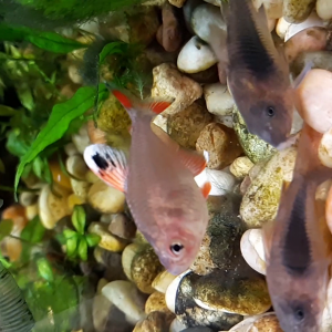 Rosy Tetra.png