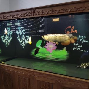 arowana-fish-with-intestinal-diseases.jpg