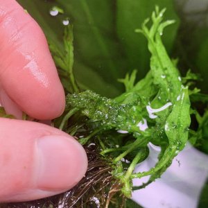 java fern.jpg