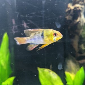 gbr2.jpg