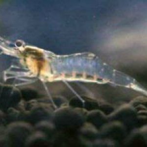 ghost shrimp.jpg
