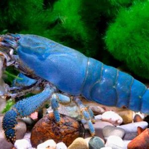 vampire shrimp.jpg