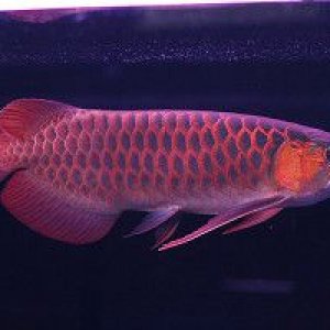 Asian Arowana.jpg