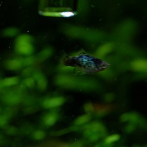 DSCF6466.JPG