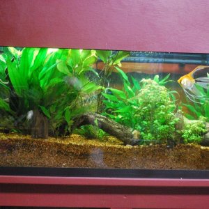 55-gallon and plants over growing background.jpg