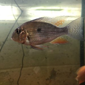 Threadfin.jpg