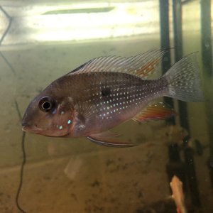 Threadfin pic 3.jpg