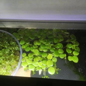 frogbit.jpg