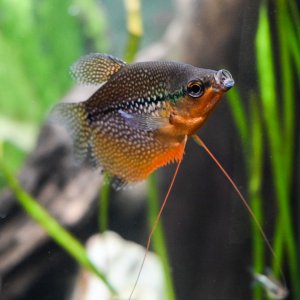 Yawning Gourami.jpg
