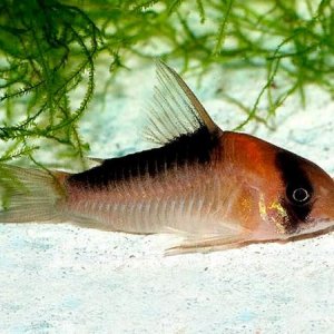 Corydoras adolfoi.jpg