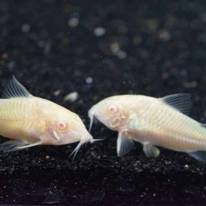 Corydoras aeneu «Albino».jpg