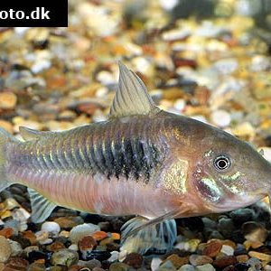 Corydoras aeneus - bronze cory.jpg