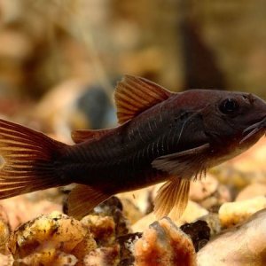 Corydoras aeneus «Black Venezuela».jpg