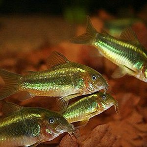 Brochis splendens - Emerald green cory.jpg