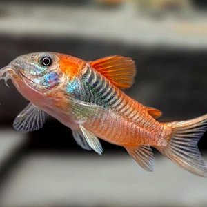 Corydoras aeneus «Orange Venezuela».jpg