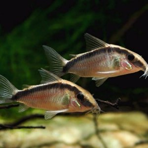 Corydoras arcuatus - Skunk cory.jpg