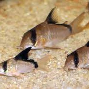 Corydoras metae - Bandit cory.jpg