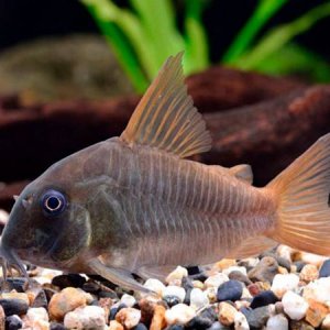 Corydoras concolor - Slate cory.jpg