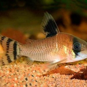 Corydoras oiapoquensis - Flag-Tailed Panda cory.jpg