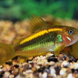 Corydoras Sp. Orange Laser.jpg