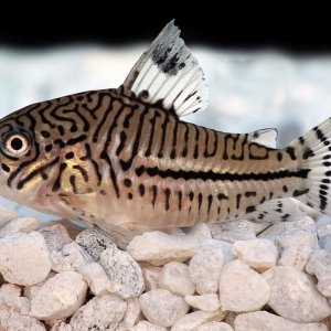 Corydoras trilineatus - Leopard cory.jpg
