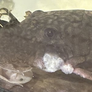 an0h5-19woq.jpg