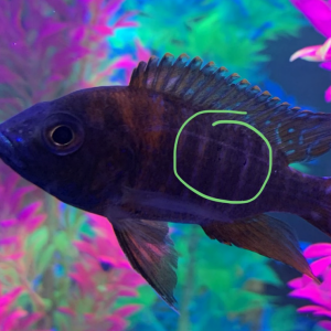 5F530229-C65B-41AB-9E6D-54C96F38F055.png